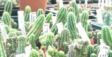 Cómo hacer sustrato para suculentas