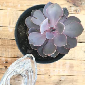 como regar las plantas suculentas