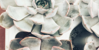 cuidados de las suculentas