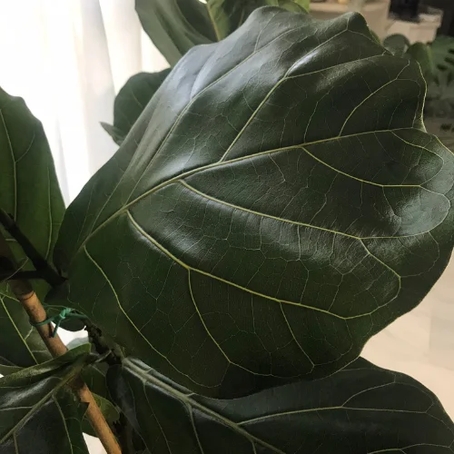 Ficus Lyrata luz y temperatura