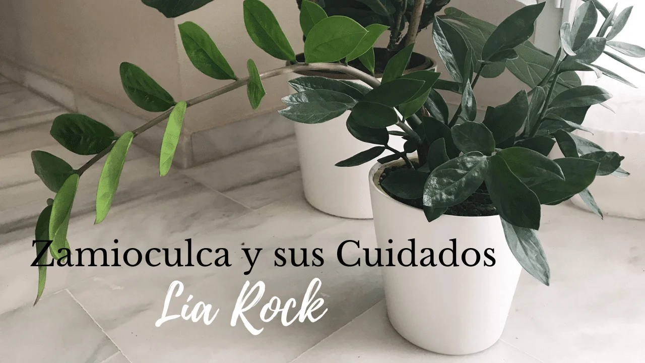 Cómo cuidar Zamioculca