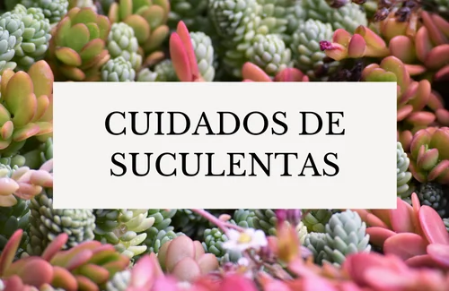Cuidados de suculentas