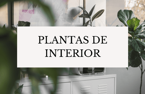 Plantas de Interior