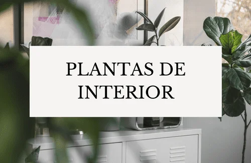 Plantas de Interior