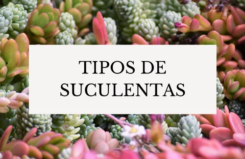 TIPOS DE SUCULENTAS