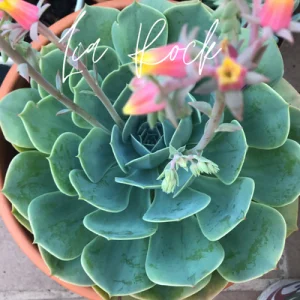 como hacer abono casero para suculentas