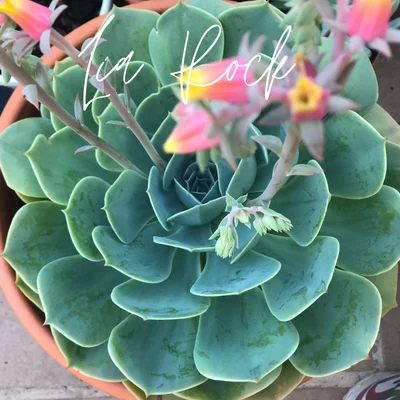 como hacer abono casero para suculentas