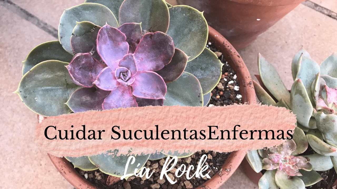 cuidar suculentas enfermas