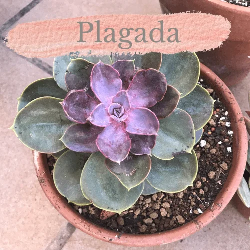 Cómo cuidar suculentas enfermas