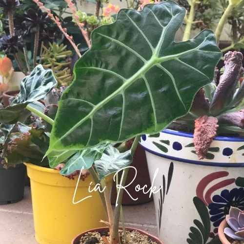 cómo cuidar la Alocasia Polly