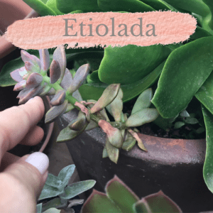 Suculenta etiolada