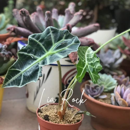 cuidar la Alocasia Polly
