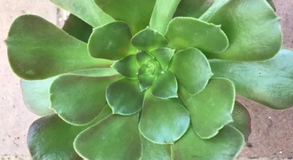 Aeonium Canariense