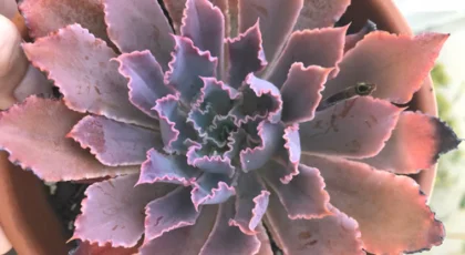 Echeveria Neon Breakers