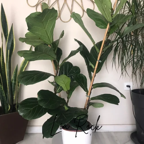 Cómo ramificar Ficus Lyrata