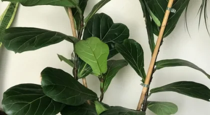 Ramificar ficus Lyrata