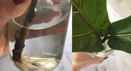 cómo propagar el ficus lyrata