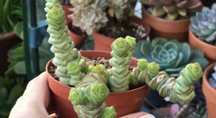 Crassula Marnieriana