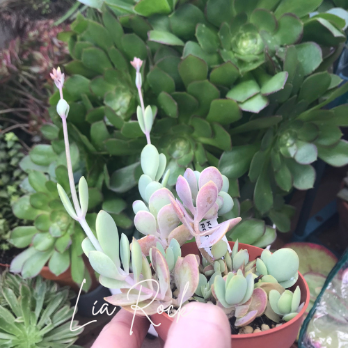 Kalanchoe Rotundiflora