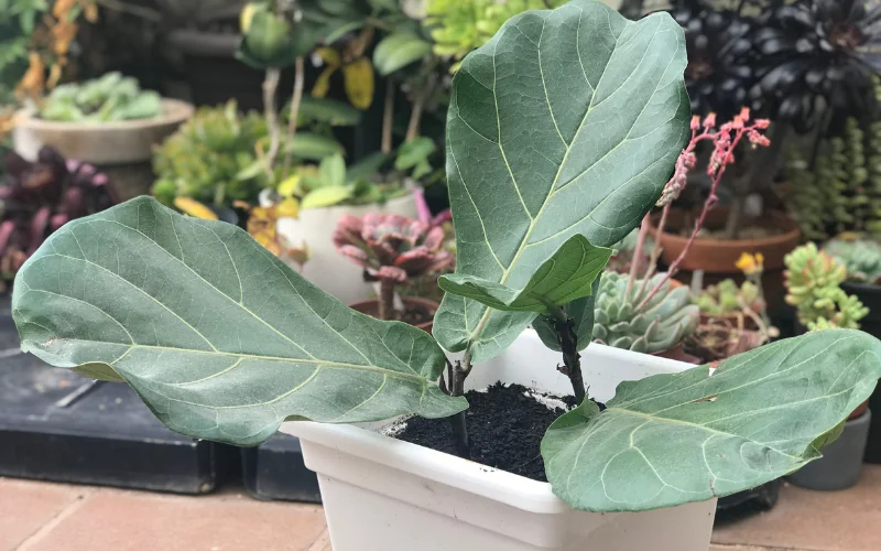 ramificar ficus lyrata