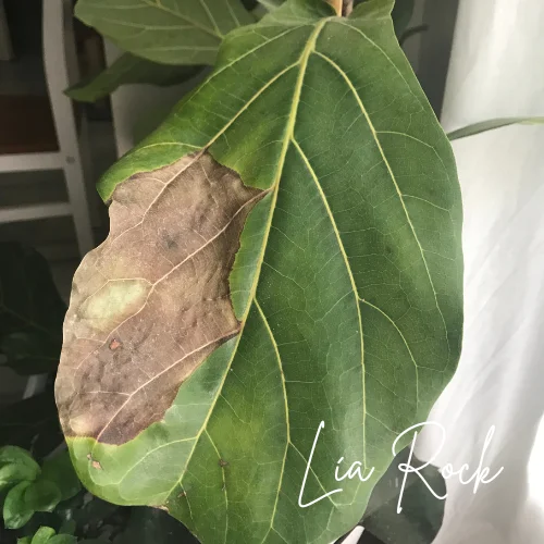 pandereta hojas marrones