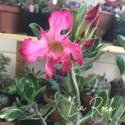 Rosa del Desierto, Cuidados Guía Práctica y Completa